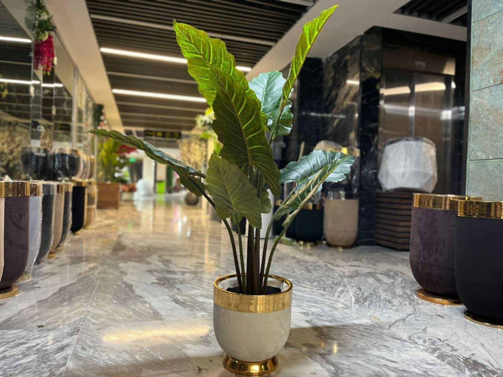 آشنایی با روش تعویض گلدان بابا آدم
